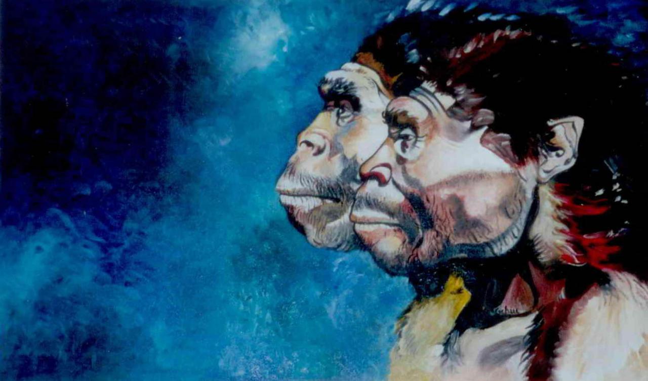 HOMO ERECTUS II